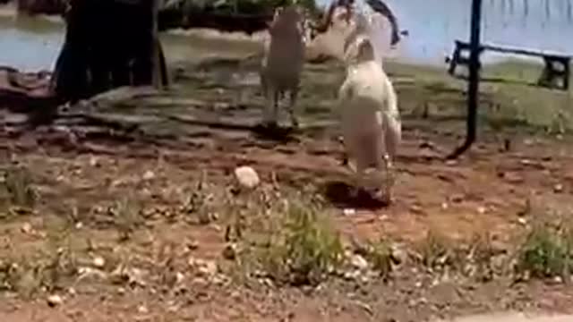 Dog thinks being off leash means he needs to take his human for a walk. Watch Best of these amazing funny animals 😀😂🤣🤣😃😃😄