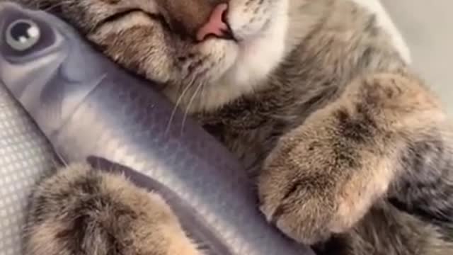 🤣 Funniest 🐶 Dogs and 😻 Cats - Awesome Funny Pet Animals Life Videos 😇