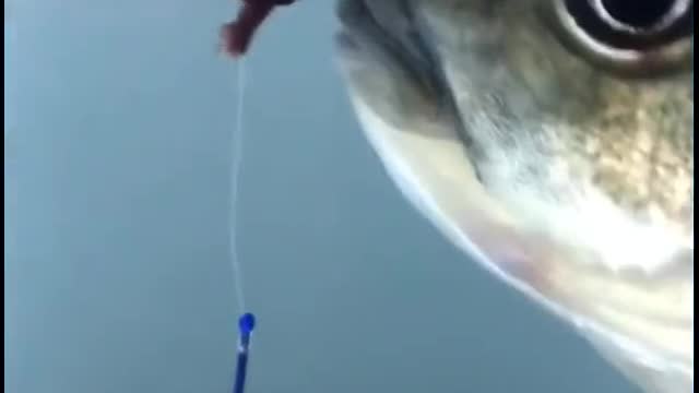 how a fish bites