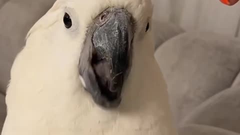 Cute pet combing hair nicely