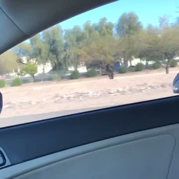 Dog riding motorcycle