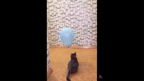 Cat Reaction to Playing Balloon - Funny Cat Balloon Reaction Compilation 2019