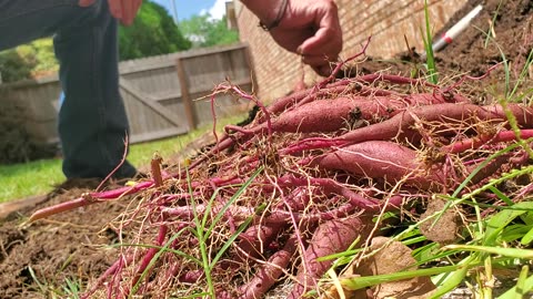 GardenUpdate-Potato-Part1-20230812