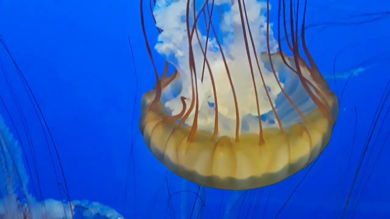 Jellyfish, amaizing creature of the sea.