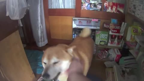 This Very Happy Doggy Owns His Own Store In Japan