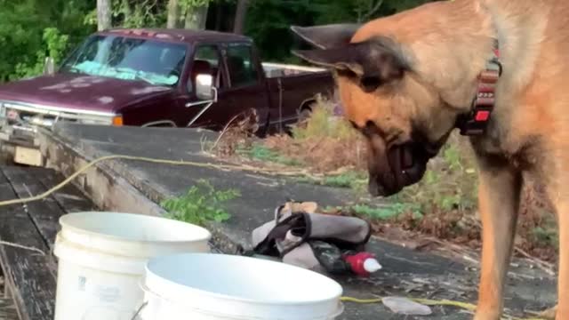 Dog goes fishing in minnow bucket.