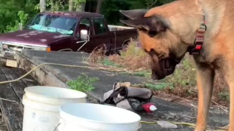 Dog goes fishing in minnow bucket.