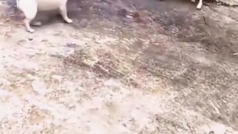 funny videos are fun and entertainment