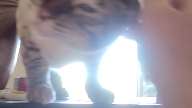 Falafel Bengal