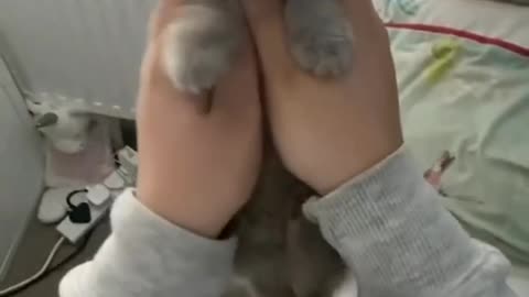 Cuteyy cat going to school