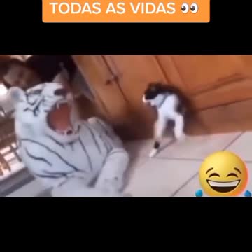 I think this cat used all the lives he had