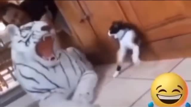 I think this cat used all the lives he had