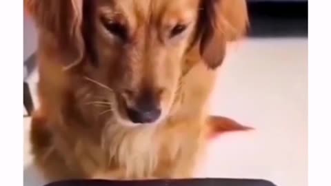 Dog video