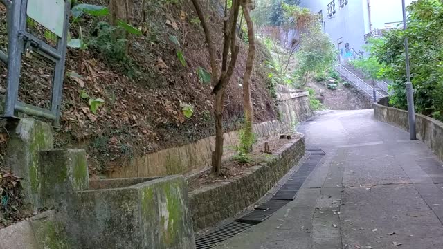 A squirrel in Hong Kong