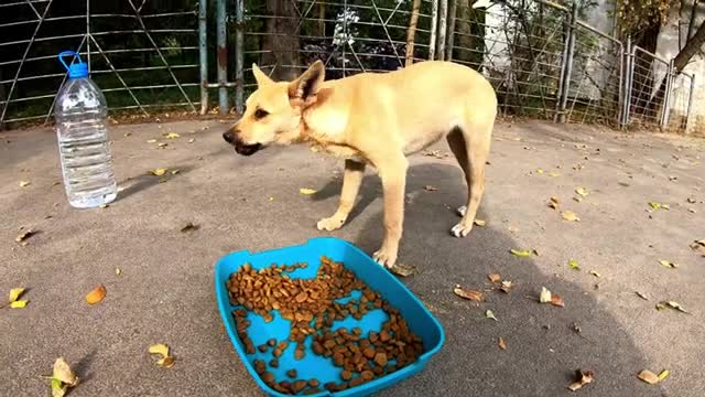 Stray Dogs Staying in the Middle of the Road Asking for Help