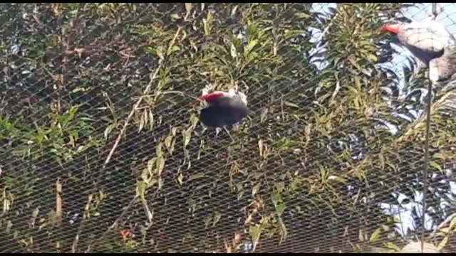 Wonderful birds playing