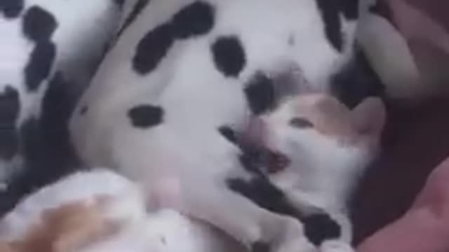 Funniest_cats_and_dogs🐱🐶part 3