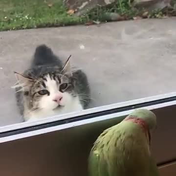 a parrot trolls my cat
