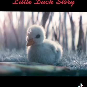 Lucky Duck Story 🐥