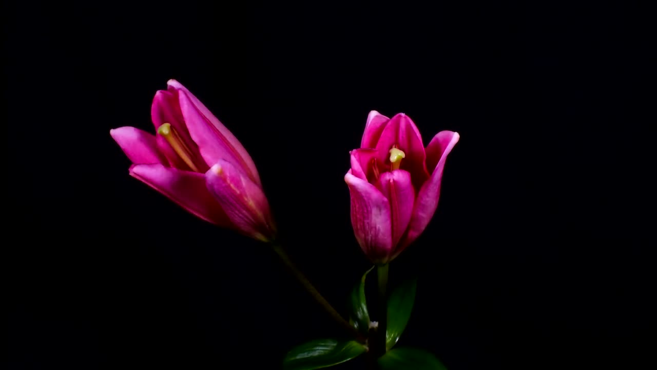 Stunning Time Lapse Video Featuring Blooming Flowers At Their Finest Hour