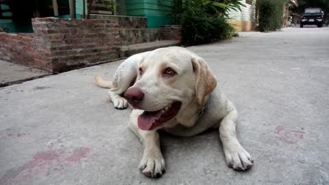 Female Dog Reaction To Flyes Going Over Her Outside House