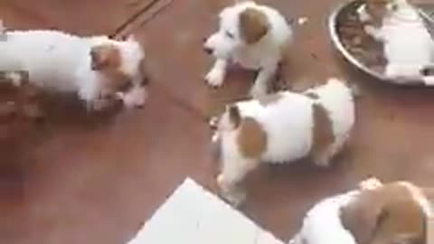 Cute puppies