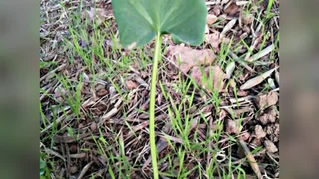 Beautiful green plant🌱💚