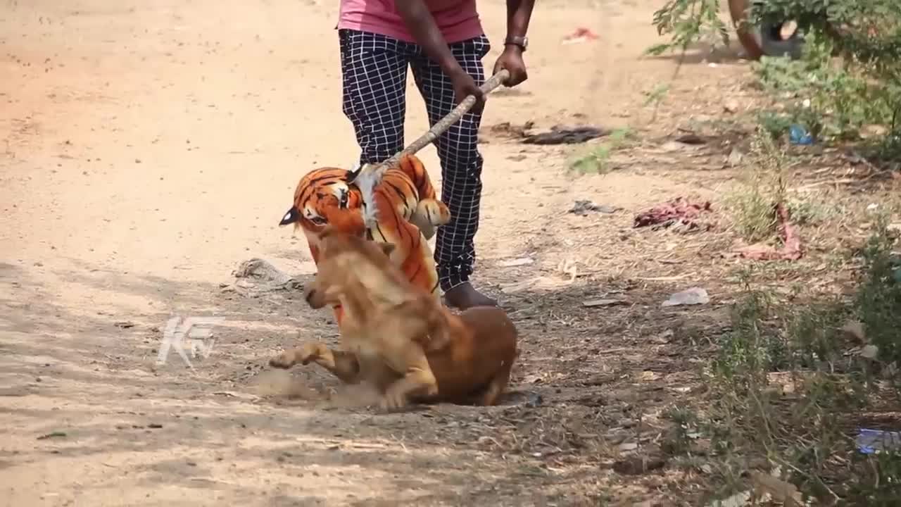 Wow Nice 2 Dogs Prank!!!, fake tiger prank dog very funny dog try to stop loughing challenge