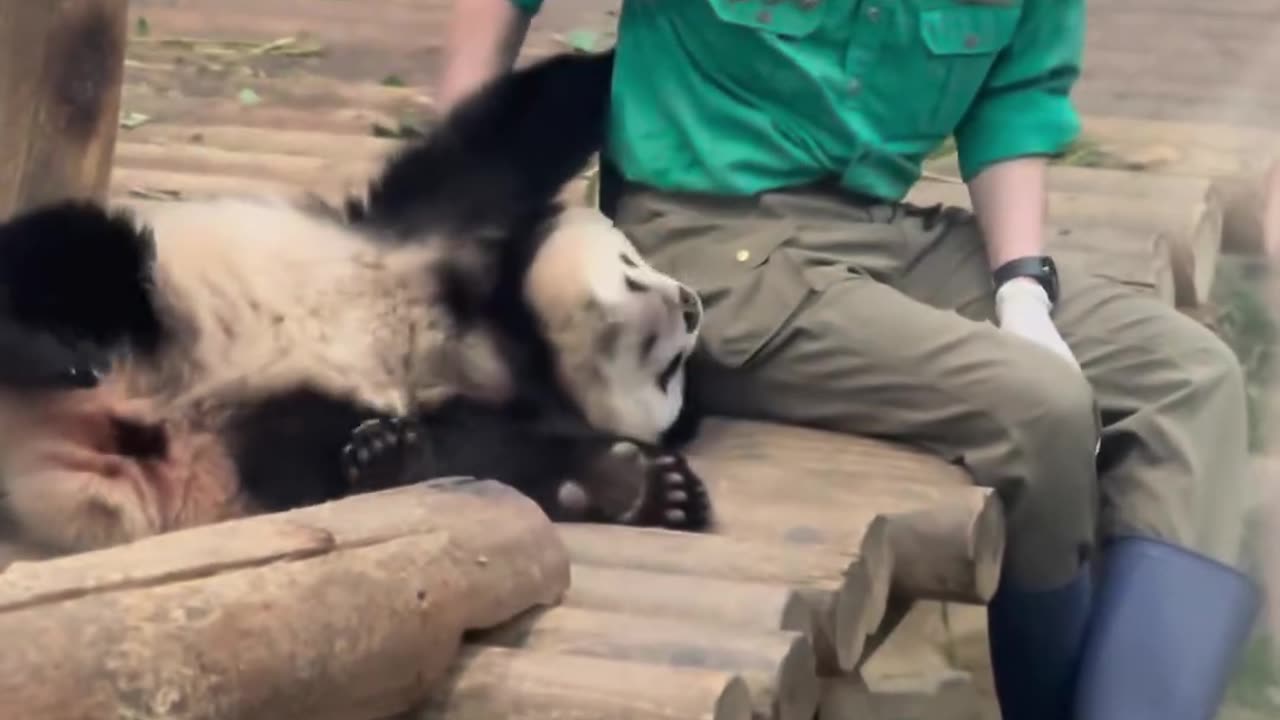 Panda and mans relationship...how panda so much love with care taker