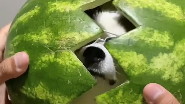 Dog in the middle of a melon