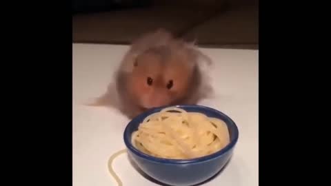 How cute this puppy is eating spaghetti