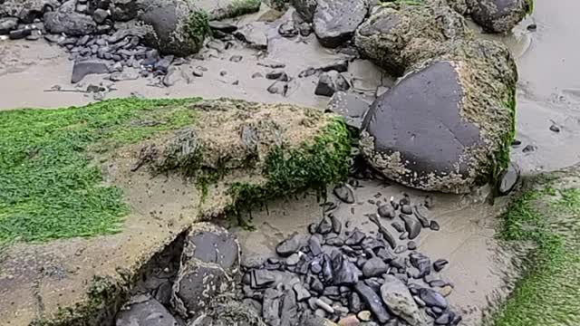 Piso Majado