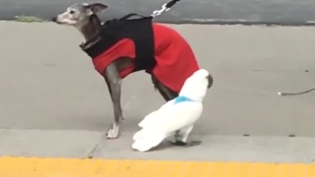 Parrot Finds Canine Companion For Walking On A Leash