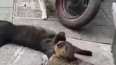 The funniest animals 2023 best to watch