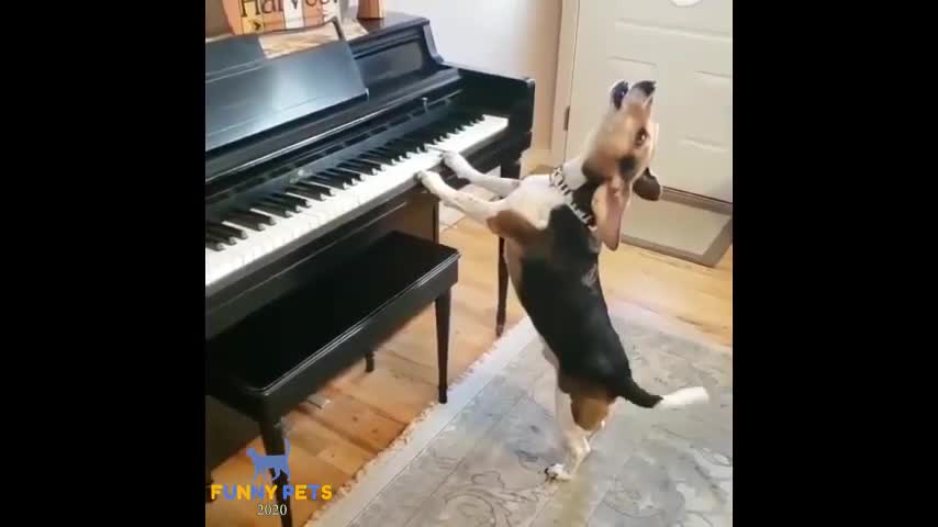 funny dog videos#97