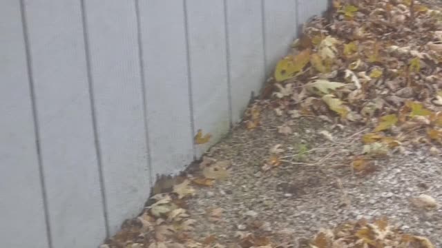 392 Toussaint Wildlife - Oak Harbor Ohio - Mysterious Dancing Leaf Outside My Window