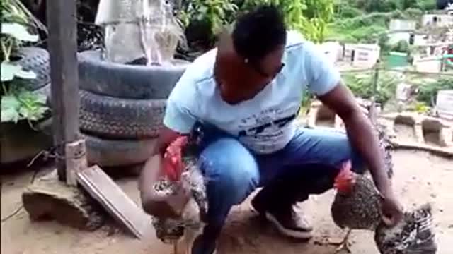 shocking... Man seperating 2 fighting cocks, still yet they refused...