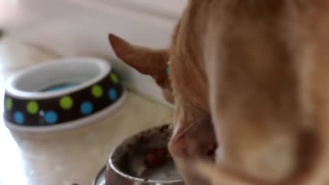 Day In The Life: Apple Head Chihuahua Hilarity Ensues