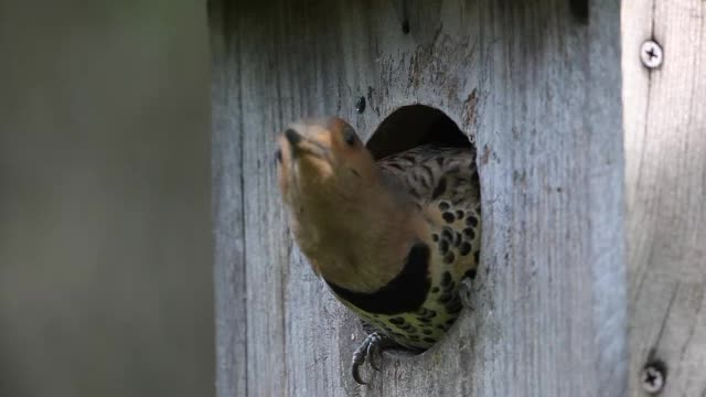 BlueJay Alert