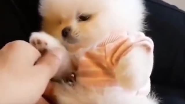 Funny Cute Dog Videos and TIKTOK Compilation