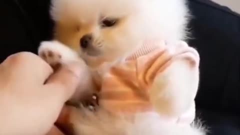 Funny Cute Dog Videos and TIKTOK Compilation