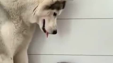 Dog vs cat 🐈🐈
