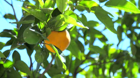 Orange in Orange Tree