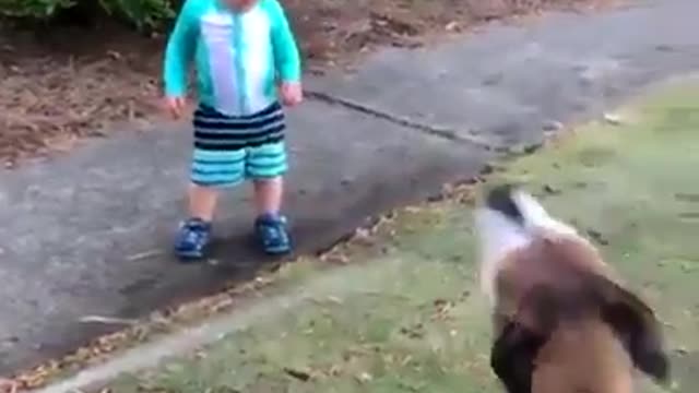 The most beautiful dog jokes with children