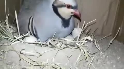 Beautiful partridge in her nest