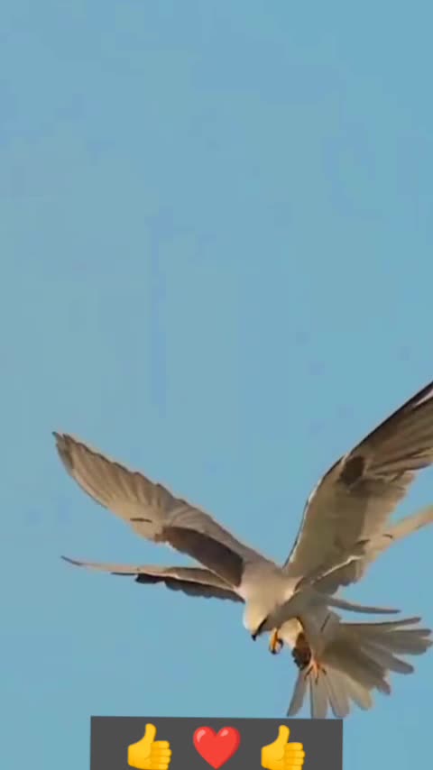 An amazing animal event