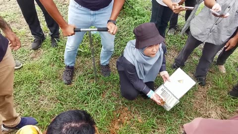 P12 Guna Auger Dapatan Sample Untuk Analisa Tanah, Kalumpang, 26 Jun 2024