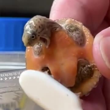 funny|prank|jokes|funny jokes|dad jokes|funny memes|funny video|fun|laughing|funny animal|knock