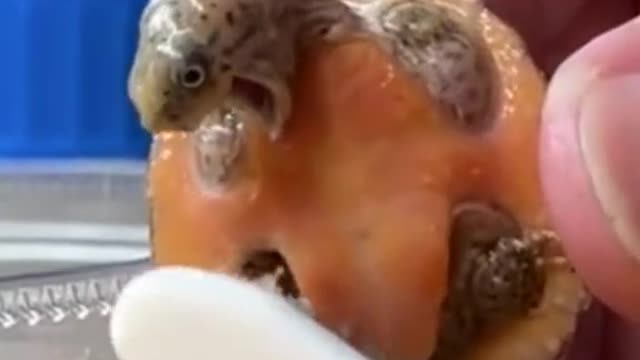 funny|prank|jokes|funny jokes|dad jokes|funny memes|funny video|fun|laughing|funny animal|knock