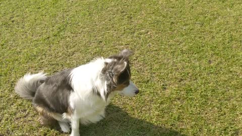 Jazzy spots a Tortoise!